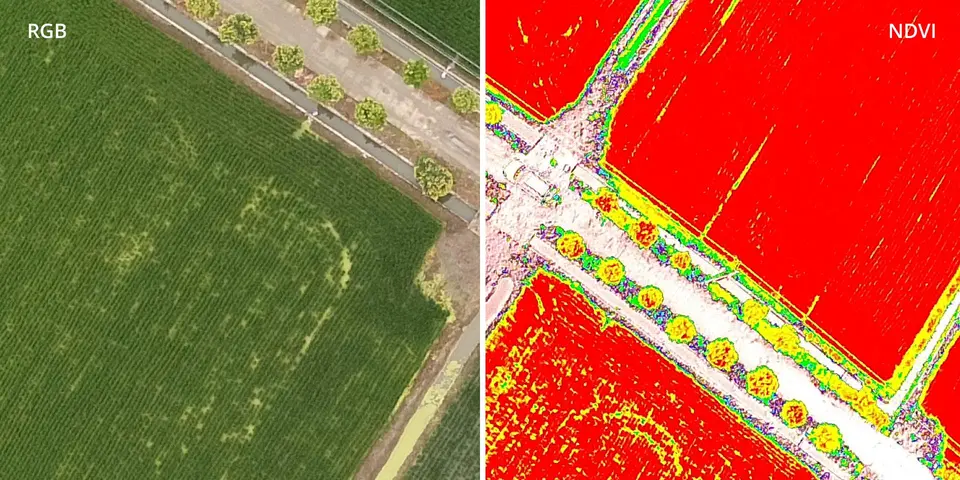 rbg / ndvi / phantom 4 multispectral